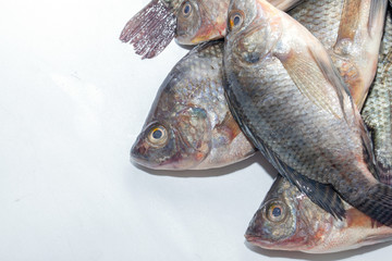 close up of Tilapia fish on white background