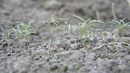 kwiat sałata pogoda