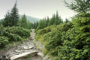 Fototapeta premium Forest and mountains. The path in the mountains