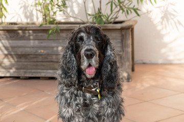 Cocker