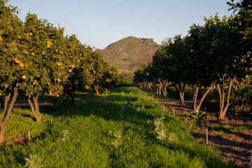Lemon orchard with mountain in summer
