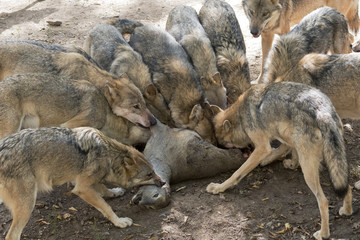 Wolfrudel mit Beute
