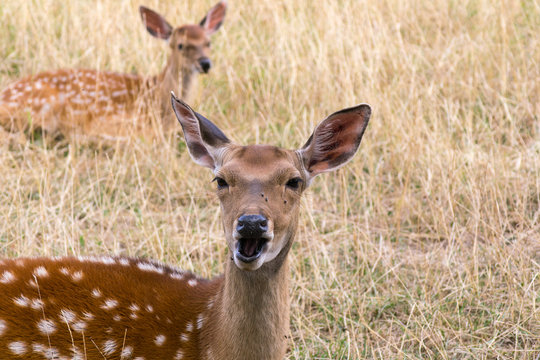 Deers in the Remstecken wildlife park in Koblenz, Germany