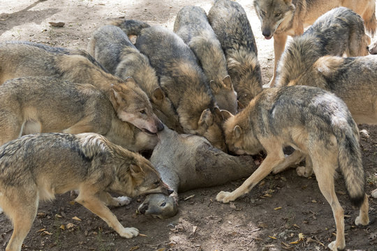 Fototapeta Wolfrudel mit Beute