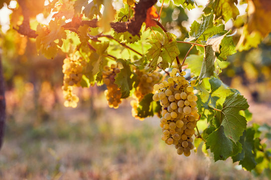 Vineyard at sunrise, yellow grapes on grapevine