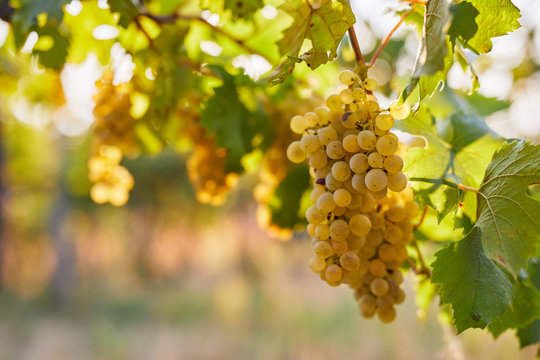 Vineyard at sunrise, close up of yellow grapes on grapevine