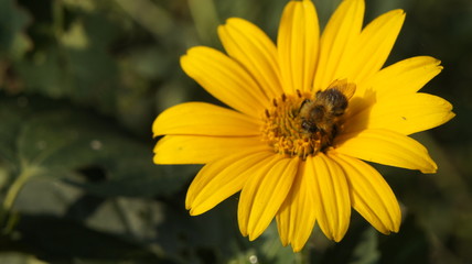 lato pszczoła natura