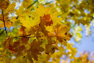Fototapeta na wymiar Yellow autumn leaves on a branch in a park. Nature
