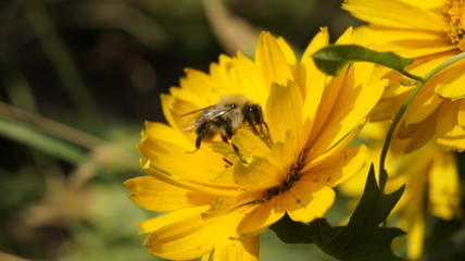 pies kwiat natura © Magorzata