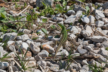 Lizard in the nature