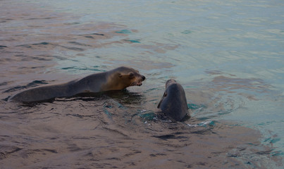 Fototapeta premium Seal lions swimming at sunset Isla de Lobos Galapagos Pacific Ocean