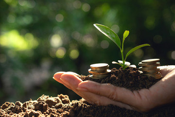 Hand holding coins with plant and soil in hand  for business,finance,saving concept on nature...