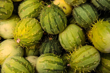 Cucumis anguria, cackrey,maroon cucumber, West Indian gherkin and West Indian gourd. Deco-Fruits yellow and green colors.