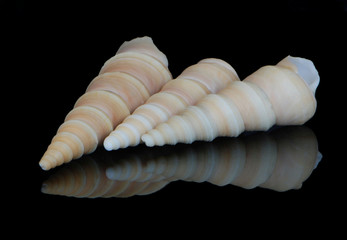 Fototapeta na wymiar Three spiral shells 