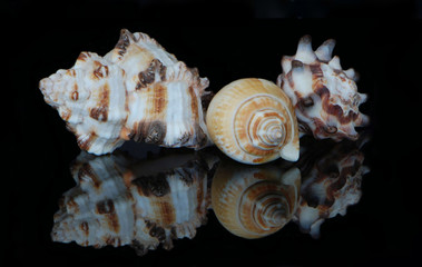 Horned and spiral shells 