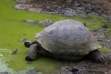 Giant Galapagos Tortoise and duckling in the wild at edge of pond Santa Cruz Island Galapagos