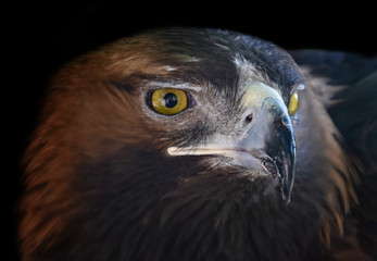 Portrait of a wild eagle 