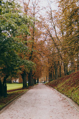 Beautiful autumn alley in a park with trees and yellow leaves