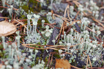 Lichen Cladonia deformis, close-up.