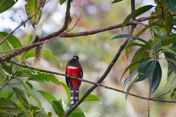Masked Trogon perched on branch in Mindo Cloud Forest Ecuador