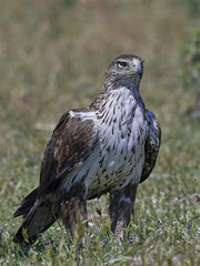 Bonellis eagle (Aquila fasciata)