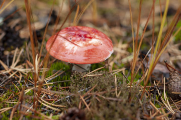 Young mushrooms  Russula paludosa in an autumn forest, close-up.