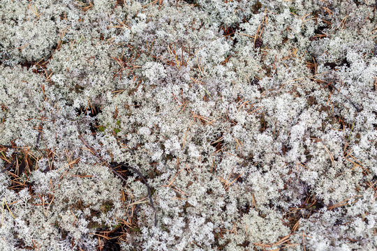 Lichen - Cladonia rangiferina as background