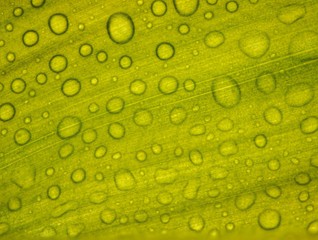 Texture of green leaf with drops of water 