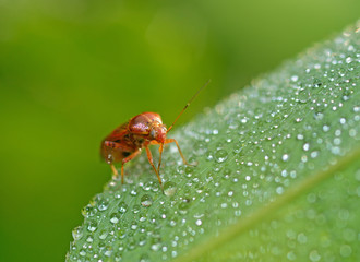 the bedbug sits on a leaf.