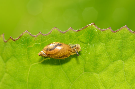 Snail sitting on a leaf of the plant.