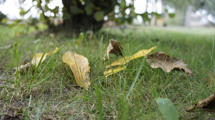 dziecko liście jesień