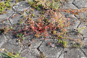 bewachsene Mauer