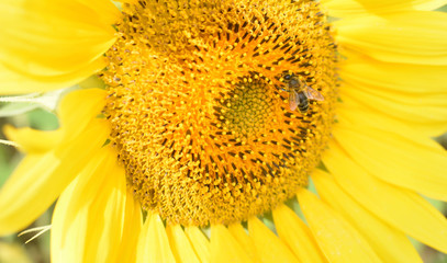  BEES POLLINATING A SUNFLOWER WITH THE PETALS VERY OPENED AND RADIANT OF YELLOW COLOURS