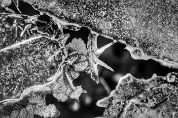 Black and white star in ice 