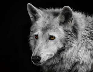 Portrait of a wolf with yellow eyes 