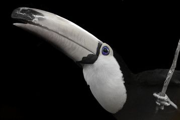 Portrait of toucan on black background © Evgeniya Fedorova