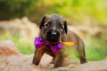 Briard dog cute little puppy portrait
