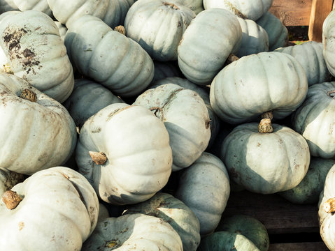Image of close up view on crown-prince pumpkins
