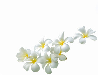 bouquet white plumeria isolated with path