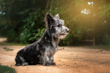 Skye terrier funny eared puppy portrait sunset