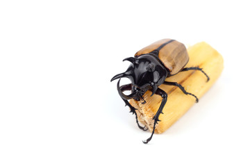Rhinoceros beetle isolated white background.