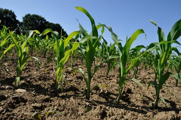 Corn  field in  Spring