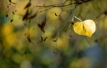 Colorful autumn leaf