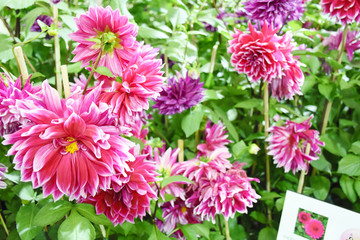 Rayong province Thailand , Aug 11 , 2018 :  Beautiful tulips are blooming in Thailand.