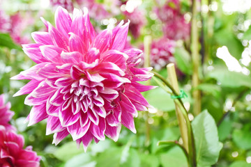 Rayong province Thailand , Aug 11 , 2018 :  Beautiful tulips are blooming in Thailand.