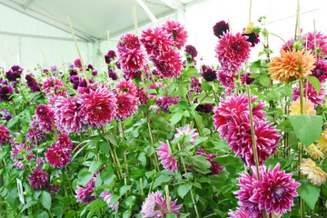 Rayong province Thailand , Aug 11 , 2018 :  Beautiful tulips are blooming in Thailand.