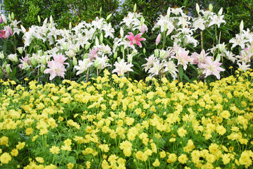 Rayong province Thailand , Aug 11 , 2018 :  Beautiful tulips are blooming in Thailand.