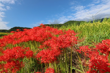 奈良　彼岸花ロード