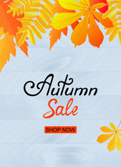 Autumn sale poster design with yellowed leaves. Template for discount flyer, voucher, banner.