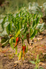 Dried Bell pepper. Bad harvest. Unsatisfactory results of growing organic vegetables